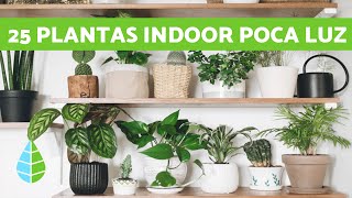 25 PLANTAS de INTERIOR RESISTENTES con POCA LUZ [upl. by Ybrek]