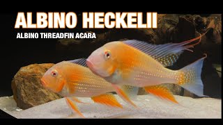 Albino Heckelii  Threadfin Acara  Species Profile [upl. by Naraa]