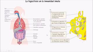 Fagocitosis Mecanismo de accion [upl. by Leonard936]