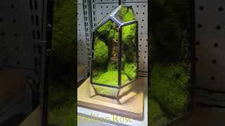 Moss art terrarium creative 100 natural presreved moss in glass for home decor [upl. by Mecke361]