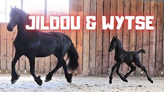 Jildou with 16 days old colt Wytse at the inside arena so cute  Friesian Horses [upl. by Clintock]