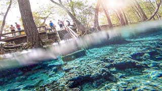 Exploring Floridas Hidden Springs  Ginnie Springs Outdoors [upl. by Olivie343]