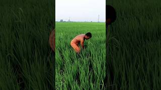 Roguing in Paddy Field shorts [upl. by Noble]