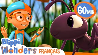 Les fourmis   Blippi en français  Vidéos éducatives pour enfants [upl. by Maier859]