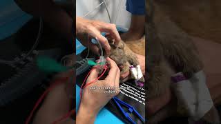 Behind the scenes How does anesthesia work in rabbits [upl. by Eixid]