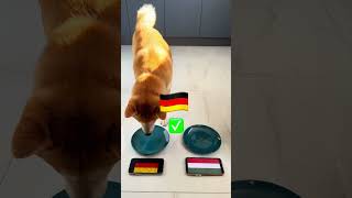 EURO 2024 RESULTS CRAZY DOG PREDICTION  football [upl. by Grenier]