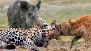 Most Amazing Moments Of Wild Animal 2022  Wild Discovery Animals Please subscribe YouTube channel [upl. by Eytak]