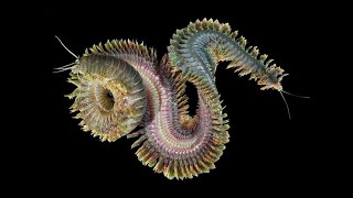 Phylum Annelida Part 2 Polychaeta Segmented Marine Worms [upl. by Niveb84]