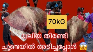 GIANT STINGRAY വലിയ തിരണ്ടി ചൂണ്ടയിൽ അടിച്ചുതൂക്കം നോക്കാൻ പറ്റിയ ത്രാസ് ഇല്ല😱 stingray seafish [upl. by Bent23]