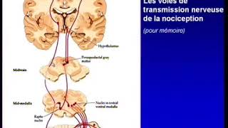 Pharmacologie des medicaments de la douleur Les antalgiques [upl. by Inol]