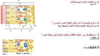 درس المستقبلات الضوئية 1للبكالورياsouadtahan [upl. by Nwadrebma]