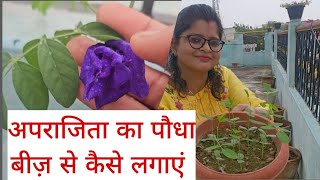 how to grow aprajita from seeds  grow aprajita plant from seeds  aprajita plant care tips garden [upl. by Mosi955]