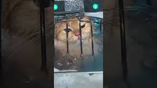 cats engraçado cat video viral shorts gato br fofo gato animal animals [upl. by Enyledam]