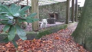 Star Laska Sunny Tierpark Ströhen 14 10 2024 h [upl. by Htepsle]