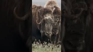 Artic Wolves attack Musk Ox calf but the herd stages a rescue hunting wildlife survival ox [upl. by Esilegna731]