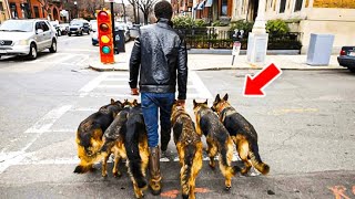 Man Takes His Dog For A Walk Every Day But Theres An Incredible Secret Behind It！ [upl. by Clarkson]