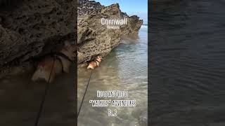 Best holidays are with them🥰 We❤️Cornwall😍 holidays cornwall frenchielife summer beach sea [upl. by Annadiane]