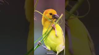 Architect of Nature  Baya Weaver Bird [upl. by Areikahs]