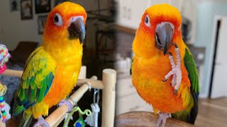 Jenday Conure Talking  Jenday Conure Sounds  Jenday Conures  Jandaya parakeet Singing [upl. by Christianity]