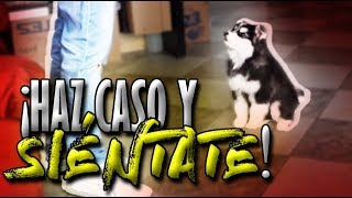 Cómo EMPEZAR a entrenar a mi perrocachorro y a sentarse  Adiestramiento Canino  MartGon [upl. by Nnylekoorb]