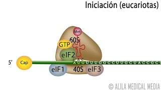 Traducción Eucariota – Síntesis de Proteínas Alila Medical Media Español [upl. by Malvie300]