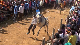 Super Bull Catching Video Horihabba  Bull catching Horihabba Jallikattu [upl. by Edac548]