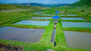 Étang Piscicole De MUHINDO NZANGI [upl. by Barbaresi]