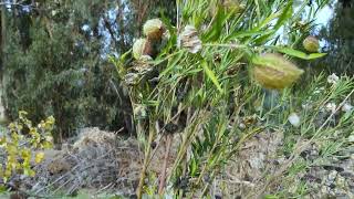 Ardenwood Historic Farm Monarch Overwintering Site Fremont Calif Dec 1 2023 [upl. by Nosnor]