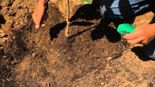 How to Transplant a Very Young Magnolia Tree  Garden Savvy [upl. by Lonne308]