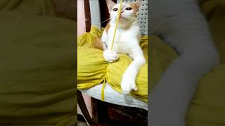 kitten maypole dance like play [upl. by Kinsler]