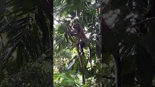 Amazing and Active Monkey Admiring the Nature View shortvideo wildlife primate thomsonnaturepark [upl. by Aretina]