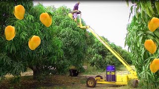 Mango Harvesting Machine  How to Mango Picking  Mango Farm Agriculture Technology [upl. by Duma406]