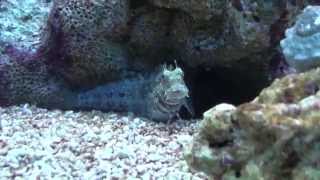 Benny The Lawnmower Blenny [upl. by Hoover]