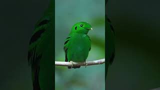 Green broadbill Calyptomena viridis [upl. by Scarlet434]