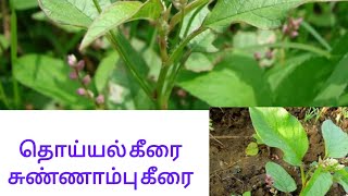 தொய்யல் கீரை பயன்கள்ll Thoyal keerai ll சுண்ணாம்பு கீரை ll False Amarnaath ll Benefits in tamil 🍂 [upl. by Yvon181]