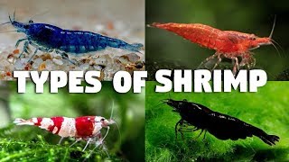 Types of Freshwater Shrimp for Aquarium [upl. by Gabriel680]