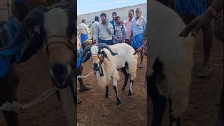 BIGGEST SHEEP BAKRA GUDUR SHEEP MARKET today [upl. by Haldas616]