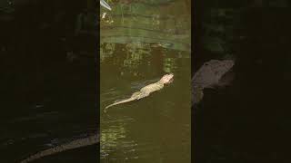 Monitor Lizard গোসাপগুঁইসাপ reptiles monitorlizard naturephotography [upl. by Ayoral]