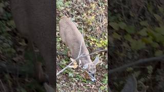 Palmated WI buck bowhuntingwhitetails deer hunting deer buck whitetail youngbucks wisconsin [upl. by Doughman66]