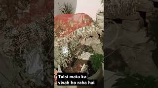 Tulsi mata ka vivah ho raha hai rani vlogger song music love comedy ranika [upl. by Madaras177]