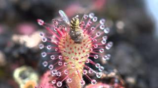 Sundew Carnivorous Plant Eating Fly 4K Timelapse [upl. by Akemyt]