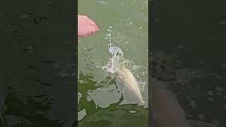 Walleye catch and release Another nice falleye walleye [upl. by Nomis]