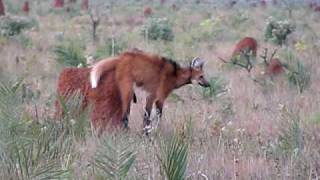 Maned Wolf at Emas NP [upl. by Dougie]