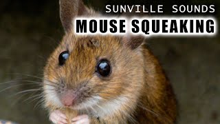 1 Hour of Mouse Squeaking  Animal Sounds with Peter Baeten [upl. by Oiled]