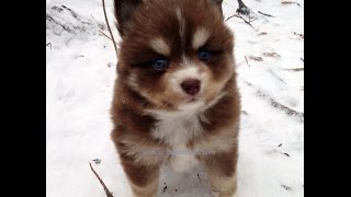 Pomsky Puppies Eating Snow So Cute [upl. by Ytomit352]