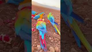 Macaw tame parrot [upl. by Kobe]