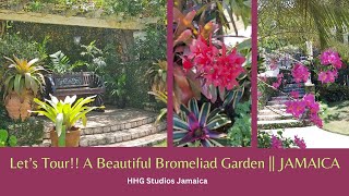 Lets Tour A Beautiful Bromeliad Garden  JAMAICA [upl. by Norrehs]