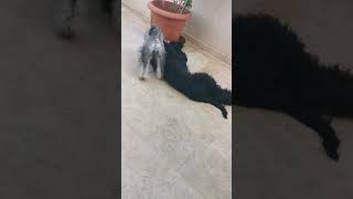 mini schnauzer puppy playing with a Giant Schnauzer puppy [upl. by Lebisor]