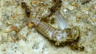 Tetramorium caespitum workes feeding on cricket [upl. by Azelea]