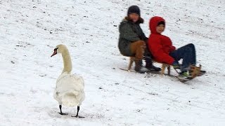 Schwan beim Rodeln auf dem Kreuzberg Viktoriapark in Berlin [upl. by Aretak524]